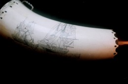 Tall ShipsThis is a close view of the outside curve of the horn.  I did an illustration of the battle of August 19 1812, wherein the USS Constitution earned the nickname “Old Ironsides.”