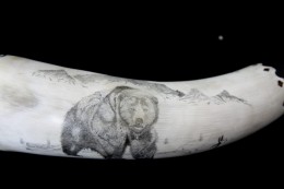 The Grizzly View 2